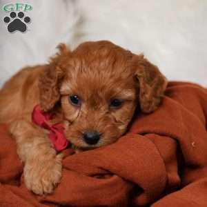 Rusty, Cavapoo Puppy